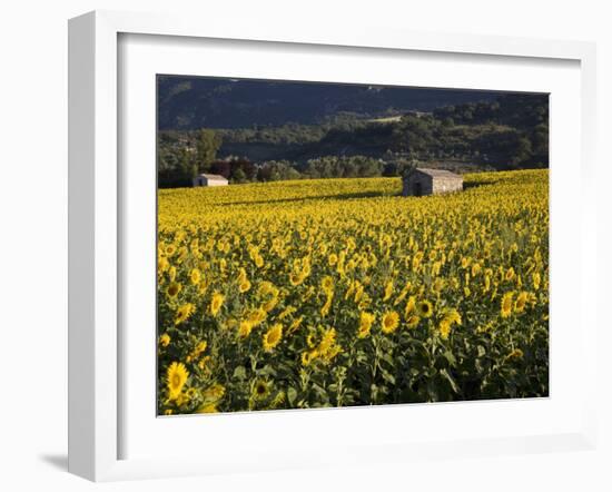 Sunflowers, Provence, France, Europe-Angelo Cavalli-Framed Photographic Print