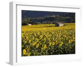 Sunflowers, Provence, France, Europe-Angelo Cavalli-Framed Photographic Print