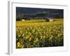 Sunflowers, Provence, France, Europe-Angelo Cavalli-Framed Photographic Print