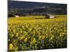 Sunflowers, Provence, France, Europe-Angelo Cavalli-Mounted Photographic Print