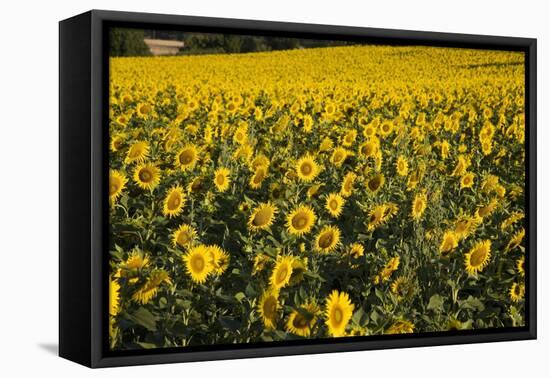 Sunflowers, Provence, France, Europe-Angelo Cavalli-Framed Stretched Canvas