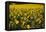 Sunflowers, Provence, France, Europe-Angelo Cavalli-Framed Stretched Canvas