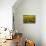 Sunflowers, Provence, France, Europe-Angelo Cavalli-Stretched Canvas displayed on a wall