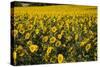 Sunflowers, Provence, France, Europe-Angelo Cavalli-Stretched Canvas