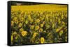 Sunflowers, Provence, France, Europe-Angelo Cavalli-Framed Stretched Canvas