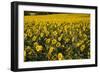 Sunflowers, Provence, France, Europe-Angelo Cavalli-Framed Photographic Print