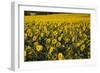 Sunflowers, Provence, France, Europe-Angelo Cavalli-Framed Photographic Print