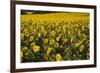 Sunflowers, Provence, France, Europe-Angelo Cavalli-Framed Photographic Print