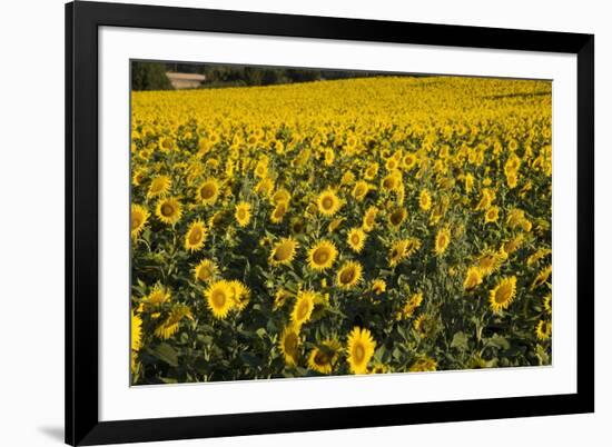 Sunflowers, Provence, France, Europe-Angelo Cavalli-Framed Photographic Print