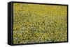 Sunflowers, Provence, France, Europe-Angelo Cavalli-Framed Stretched Canvas