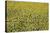 Sunflowers, Provence, France, Europe-Angelo Cavalli-Stretched Canvas