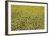 Sunflowers, Provence, France, Europe-Angelo Cavalli-Framed Photographic Print