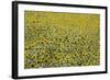 Sunflowers, Provence, France, Europe-Angelo Cavalli-Framed Photographic Print