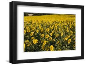 Sunflowers, Provence, France, Europe-Angelo Cavalli-Framed Premium Photographic Print