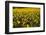 Sunflowers, Provence, France, Europe-Angelo Cavalli-Framed Premium Photographic Print