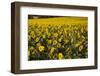 Sunflowers, Provence, France, Europe-Angelo Cavalli-Framed Photographic Print