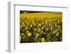 Sunflowers, Provence, France, Europe-Angelo Cavalli-Framed Photographic Print