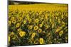Sunflowers, Provence, France, Europe-Angelo Cavalli-Mounted Photographic Print