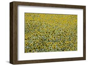 Sunflowers, Provence, France, Europe-Angelo Cavalli-Framed Photographic Print