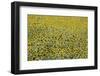 Sunflowers, Provence, France, Europe-Angelo Cavalli-Framed Photographic Print