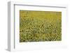Sunflowers, Provence, France, Europe-Angelo Cavalli-Framed Photographic Print