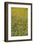 Sunflowers, Provence, France, Europe-Angelo Cavalli-Framed Photographic Print