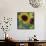Sunflowers Rain or Shine-Asmaa’ Murad-Framed Stretched Canvas displayed on a wall