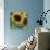 Sunflowers Rain or Shine-Asmaa’ Murad-Stretched Canvas displayed on a wall