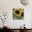 Sunflowers Rain or Shine-Asmaa’ Murad-Stretched Canvas displayed on a wall