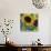 Sunflowers Rain or Shine-Asmaa’ Murad-Giclee Print displayed on a wall