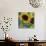 Sunflowers Rain or Shine-Asmaa’ Murad-Mounted Giclee Print displayed on a wall