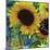 Sunflowers Rain or Shine-Asmaa’ Murad-Mounted Giclee Print
