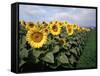 Sunflowers Sentinels, Rome, Italy 87-Monte Nagler-Framed Stretched Canvas