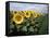 Sunflowers Sentinels, Rome, Italy 87-Monte Nagler-Framed Stretched Canvas