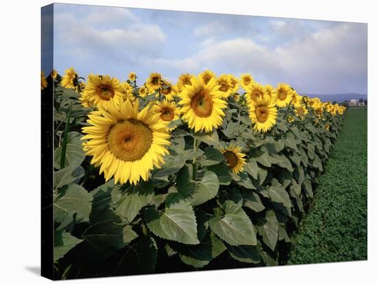 Sunflowers Sentinels, Rome, Italy 87-Monte Nagler-Stretched Canvas