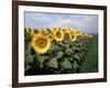 Sunflowers Sentinels, Rome, Italy 87-Monte Nagler-Framed Photographic Print