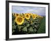 Sunflowers Sentinels, Rome, Italy 87-Monte Nagler-Framed Photographic Print