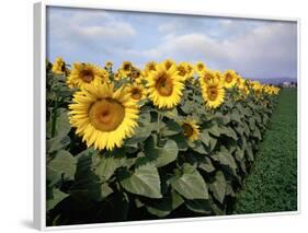 Sunflowers Sentinels, Rome, Italy 87-Monte Nagler-Framed Photographic Print