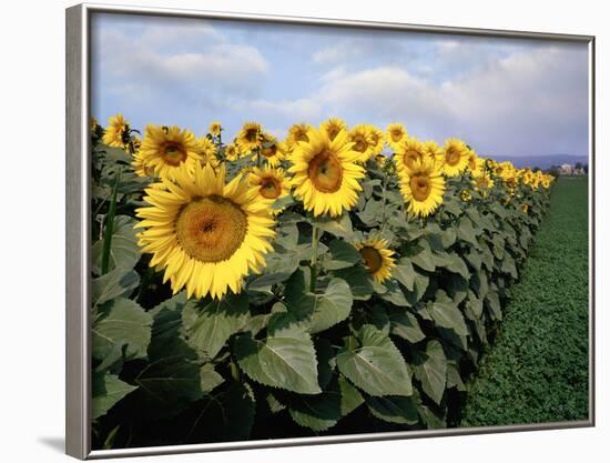 Sunflowers Sentinels, Rome, Italy 87-Monte Nagler-Framed Photographic Print