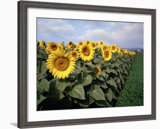 Sunflowers Sentinels, Rome, Italy 87-Monte Nagler-Framed Photographic Print