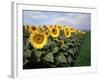 Sunflowers Sentinels, Rome, Italy 87-Monte Nagler-Framed Photographic Print