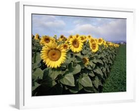 Sunflowers Sentinels, Rome, Italy 87-Monte Nagler-Framed Photographic Print