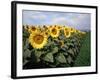Sunflowers Sentinels, Rome, Italy 87-Monte Nagler-Framed Photographic Print