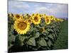 Sunflowers Sentinels, Rome, Italy 87-Monte Nagler-Mounted Photographic Print