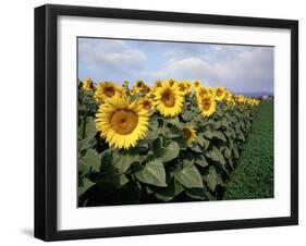 Sunflowers Sentinels, Rome, Italy 87-Monte Nagler-Framed Photographic Print