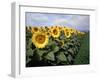 Sunflowers Sentinels, Rome, Italy 87-Monte Nagler-Framed Photographic Print