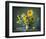 Sunflowers & Shawl Still Life-null-Framed Art Print