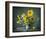 Sunflowers & Shawl Still Life-null-Framed Art Print