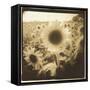 Sunflowers, Spain-Theo Westenberger-Framed Stretched Canvas