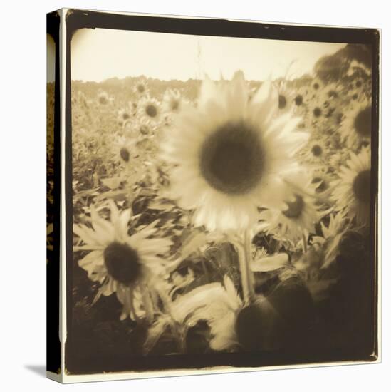 Sunflowers, Spain-Theo Westenberger-Stretched Canvas